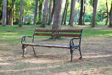 Güneşli bir günde ormanda boş bir park bankında.