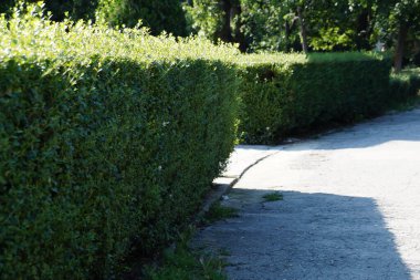 Yaz parkında yemyeşil çalılar.