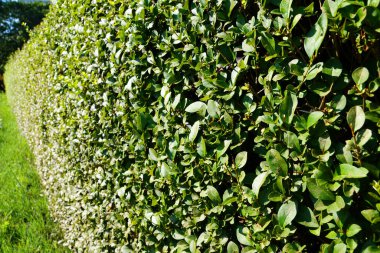 Yaz parkında yemyeşil çalılar.