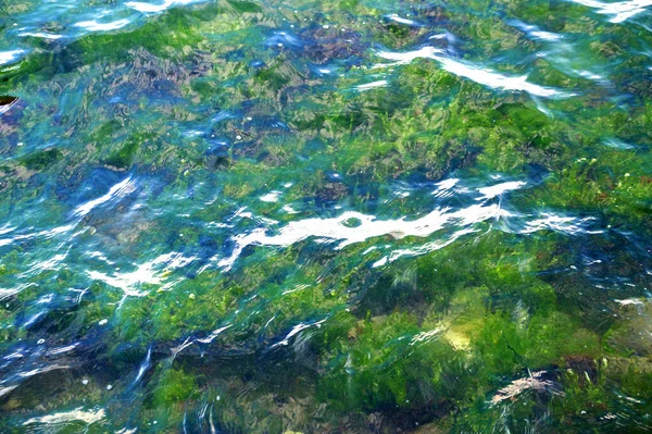 Zielone Algi Czystej Wodzie Morskiej Zbliżenie — Zdjęcie stockowe