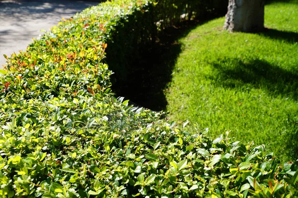 Evenly Trimmed Green Hedge Park — Stock Photo, Image