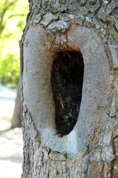 Gran Hueco Árbol Cerca — Foto de Stock