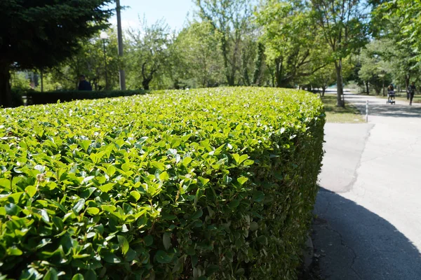Uniformemente Aparado Hedge Verde Parque — Fotografia de Stock