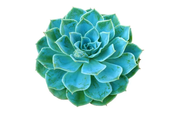 Tahta bir masada echeveria, yakın plan taş yükseldi, beyaz arkaplanda izole