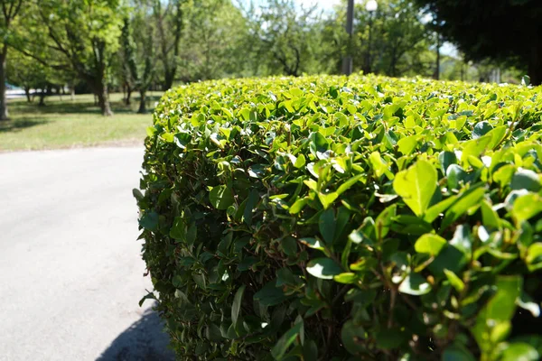 evenly trimmed green hedge in the park.