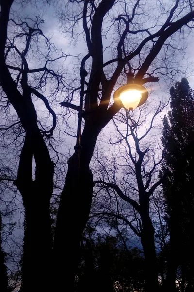 木々や夜空を背景に街灯を燃やし — ストック写真