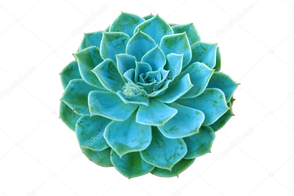 echeveria on a wooden table, stone rose close-up, isolate on white background
