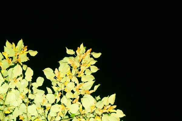 Освітлені Гілки Дерева Чорному Нічному Небі — стокове фото