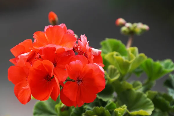 濃い背景に赤いゼラニウムの花が近づいています — ストック写真