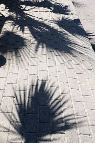 人行道上的棕榈树树荫 — 图库照片