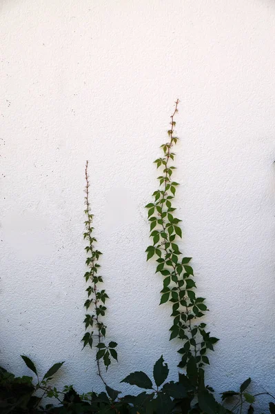 Green Creeping Plants White Wall Copy Space Mockup — Stock Photo, Image