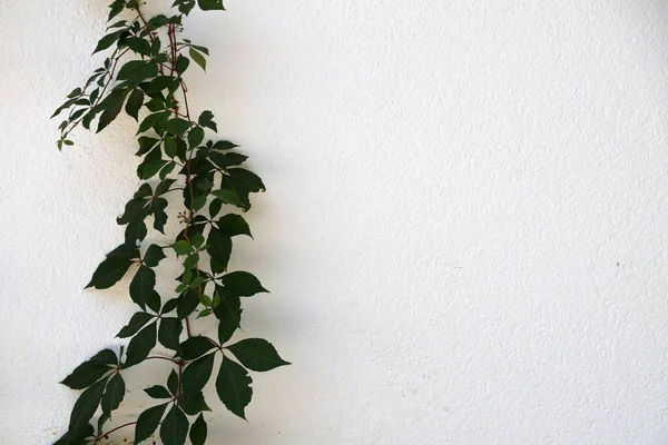 Plantas Trepadoras Verdes Pared Blanca Espacio Copia Para Maqueta — Foto de Stock