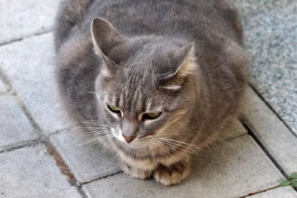 太った灰色の猫が近くの通りに座っていて — ストック写真