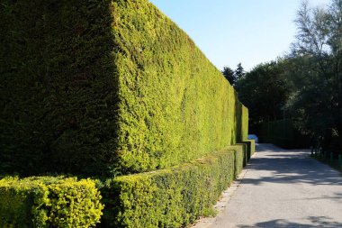 Yaz parkındaki yemyeşil çalıları budadım.