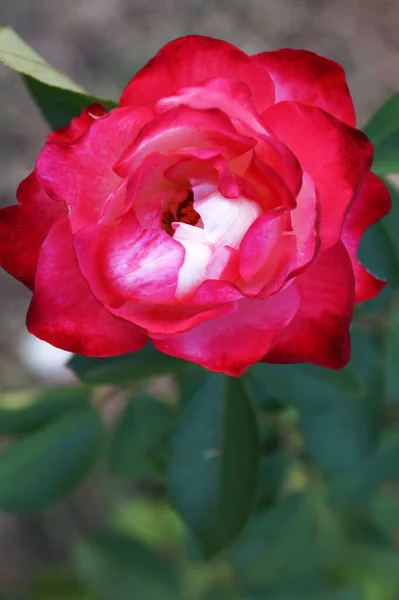Różowy Róża Kwiat Zbliżenie Tle Natury Bokeh — Zdjęcie stockowe