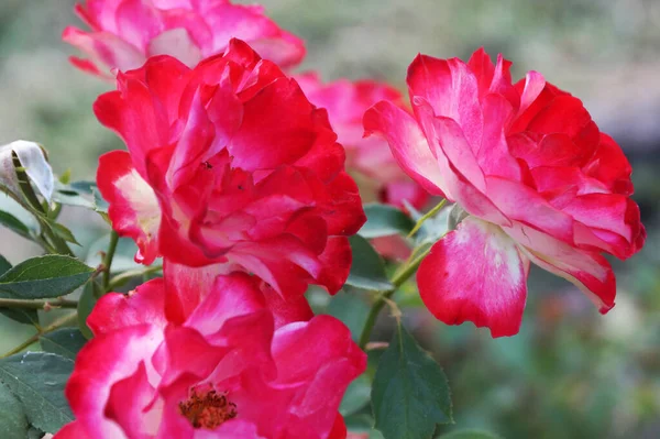 Rosa Ros Blommor Närbild Naturen Bakgrund Bokeh — Stockfoto