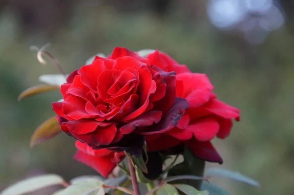 自然を背景にした赤いバラの花 — ストック写真