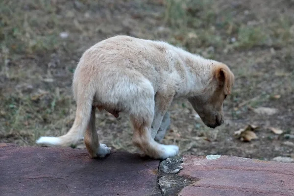 Evsiz Üzgün Beyaz Köpek Yavrusu — Stok fotoğraf