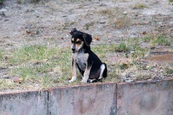 Evsiz Üzgün Küçük Köpek Yavrusu Sokakta Tek Başına Oturuyor — Stok fotoğraf