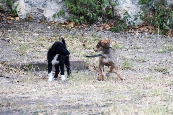 Sokaktaki Küçük Evsiz Köpek Yavruları — Stok fotoğraf