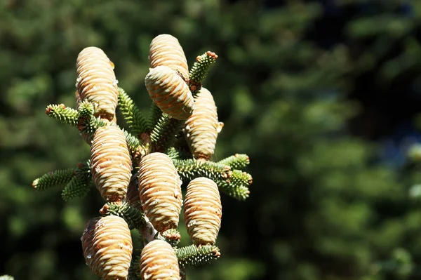 Young Cones Resin Blue Spruce Close — Stock Photo, Image