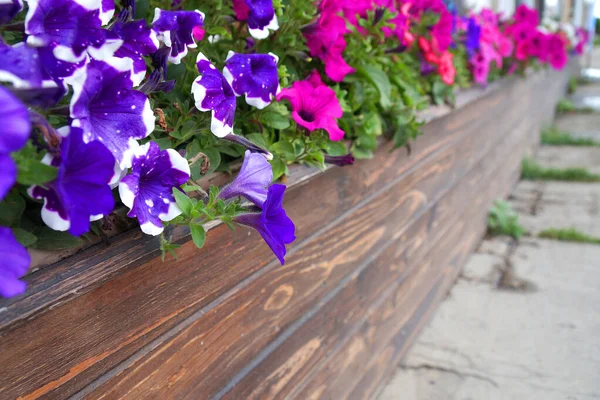 Petunia Fiorita Multicolore Lunghi Vasi Fiori Legno All Aperto Copiare — Foto Stock