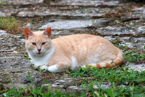 Hellrote Katze Liegt Gras Großaufnahme — Stockfoto