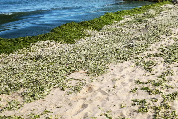 Πράσινα Φύκια Μια Άδεια Αμμώδη Παραλία — Φωτογραφία Αρχείου