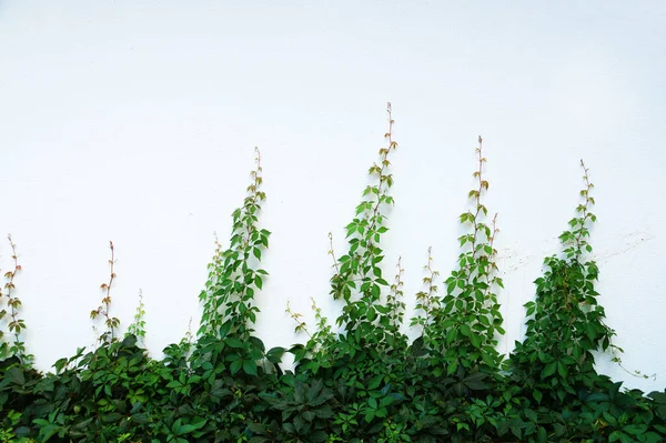 Зелена Повзуча Трава Білій Стіні Фону Сміється — стокове фото