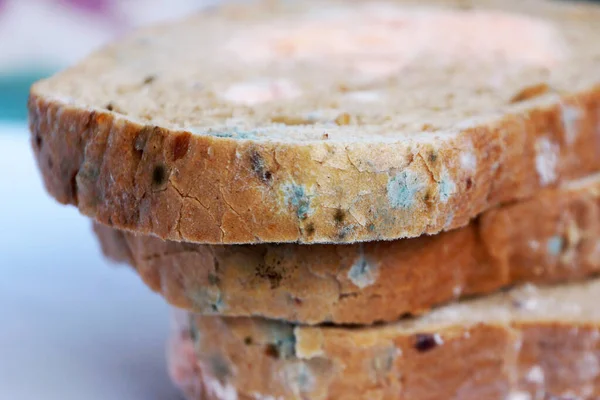 blue and pink mold on bread close up