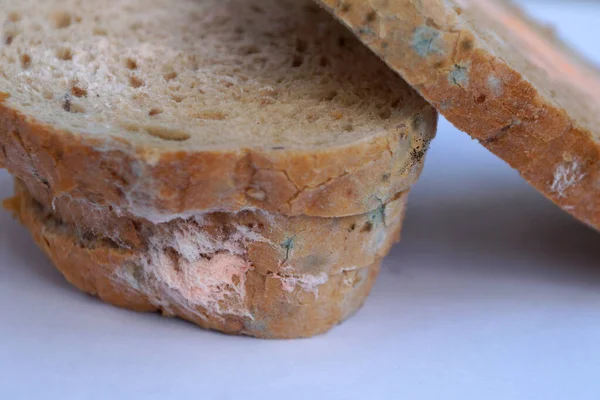 blue and pink mold on bread close-up