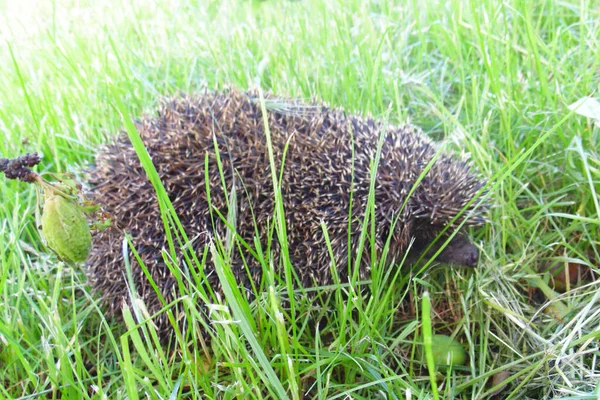 Igel Grünen Gras Einem Sonnigen Tag Aus Nächster Nähe — Stockfoto