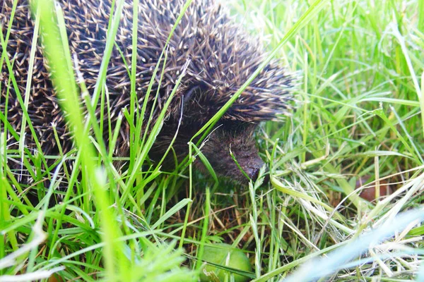 Igel Grünen Gras Einem Sonnigen Tag Aus Nächster Nähe — Stockfoto