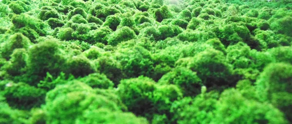 背景に緑の苔の水平な質感 — ストック写真