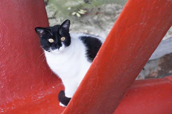 Schwarze Und Weiße Katze Auf Rotem Metallgestell — Stockfoto