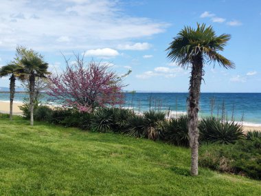 Palmiye ağaçları, yeşil çimenler ve mavi okyanus ve gökyüzüne karşı çiçek açan ağaçla deniz manzarası rahatlamayı, seyahat etmeyi, tropikal doğayı ve yaz tatilini simgeliyor..