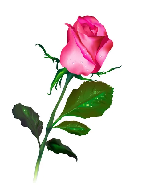 Ρεαλιστική Διάνυσμα Ροζ Τριαντάφυλλο Πράσινα Φύλλα Λευκό Διάνυσμα — Διανυσματικό Αρχείο