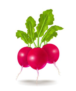 Beyaz zemin üzerinde üç güzel foto gerçekçi turp. Vektör çizim.