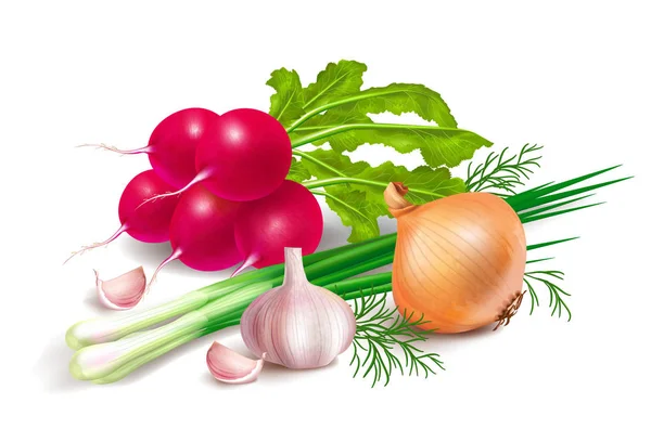 Photo Realistic Still Life Vegetables Radishes Onion Green Onion Garlic — Stock Vector