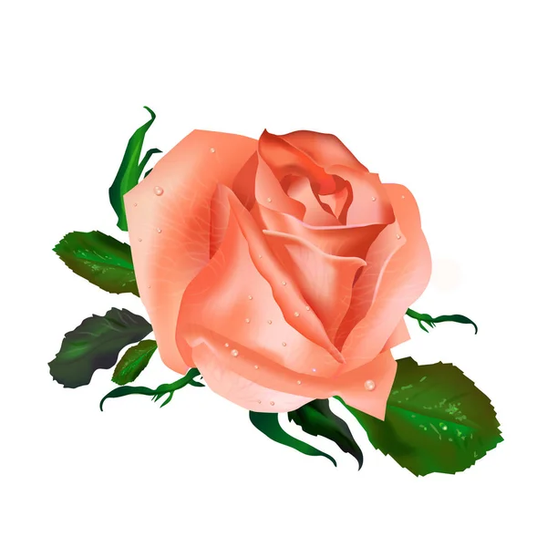 Realistische Vector Tea Rose Met Groene Bladeren Geïsoleerd Witte Achtergrond — Stockvector