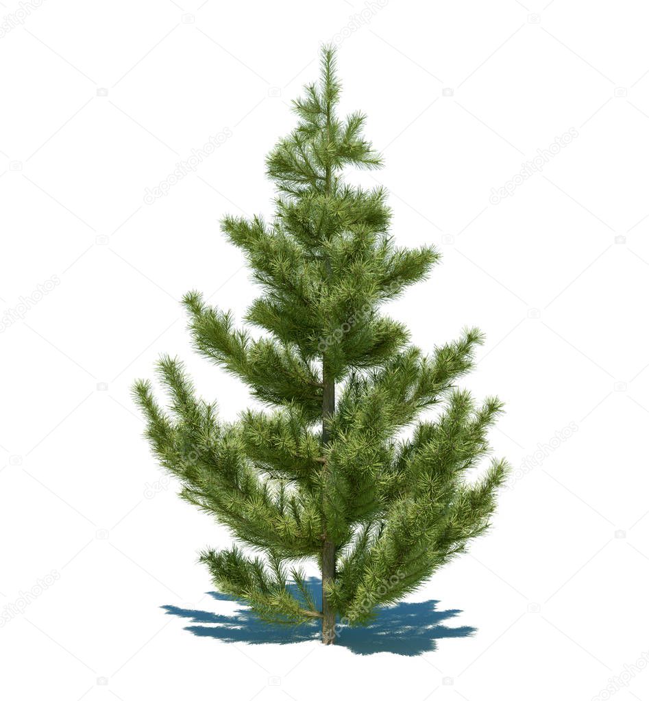 Fluffy green pine tree isolated on white background. 3 D illustration.