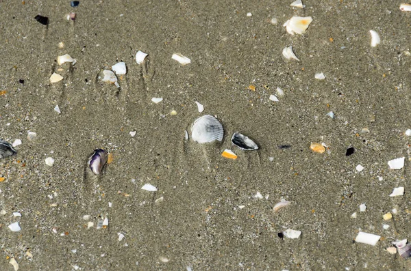 Colored Sea Shells Golden Beach Sand Sea Water Close — Stock Photo, Image