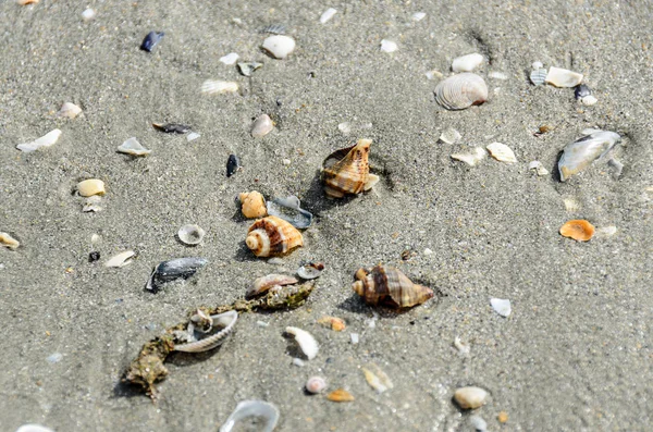 Farbige Muscheln Goldenen Sand Strand Der Nähe Von Meerwasser Nahaufnahme — Stockfoto