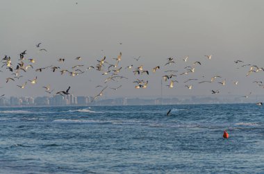 Beach, Karadeniz'den Mamaia, Romanya, gündoğumu, uçan martıları bir sürü.