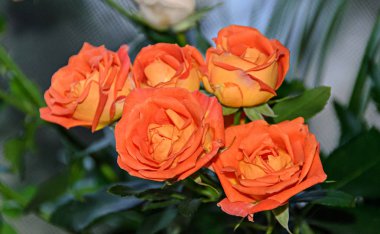 Turuncu gül çiçekleri yakın, desen yaprakları, yeşil yapraklar.