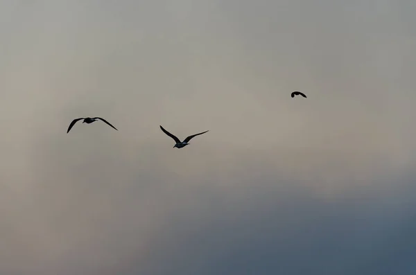 Möwen Fliegen Bei Sonnenuntergang Strand Des Schwarzen Meeres — Stockfoto