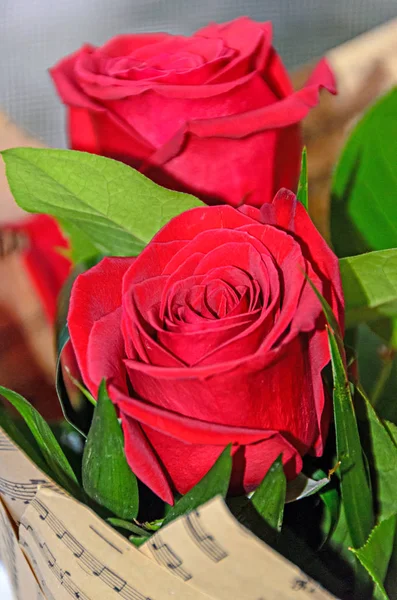 Цветок Красной Розы Лепестки Узоров Зеленые Листья — стоковое фото