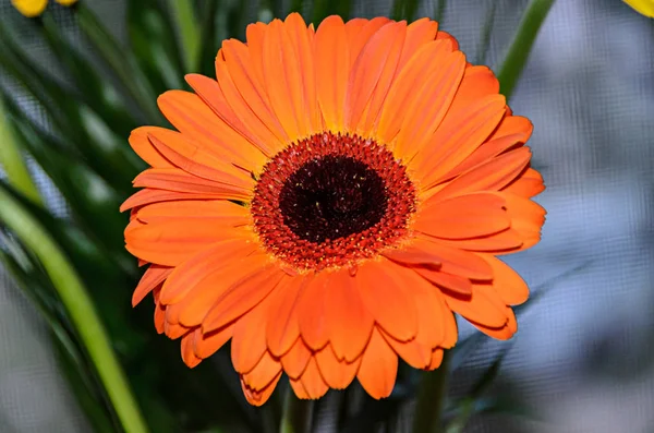 Tête Gerbera Orange Fleur Gros Plan Motif Pétales — Photo