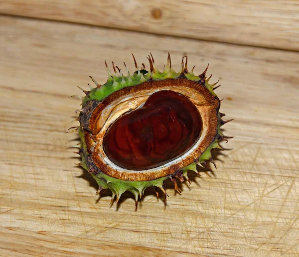 Castaño Marrón Cerca Con Cubierta Verde Espiga Fondo Madera — Foto de Stock