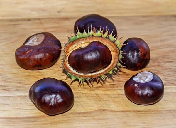 Brown chestnuts close up with spike green cover, wooden background.